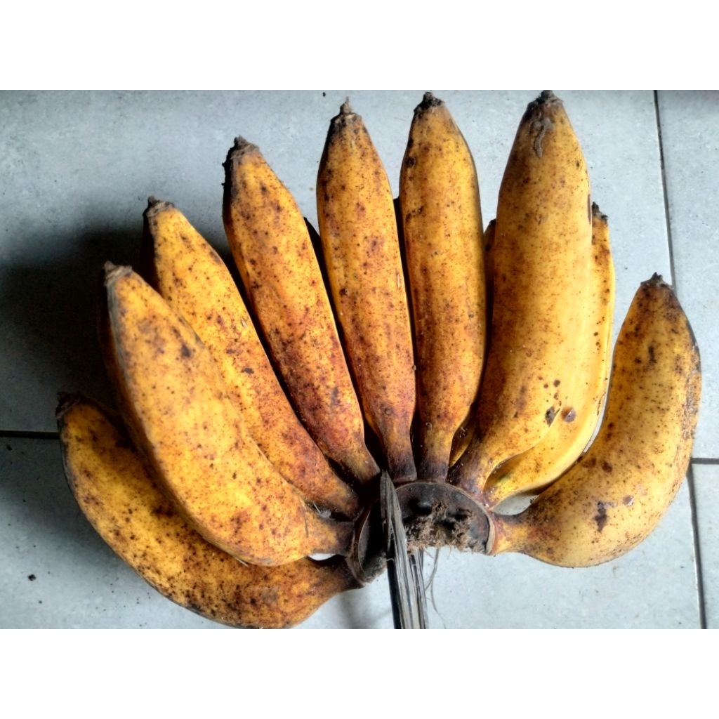 Jual Pisang raja ijo 1 sisir/ epek | Shopee Indonesia