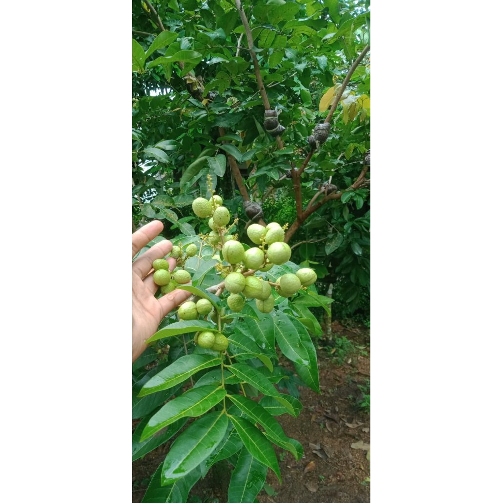 Jual BIBIT KELENGKENG MATALADA BERBUNGA/BAWA CALON BUAH | Shopee Indonesia