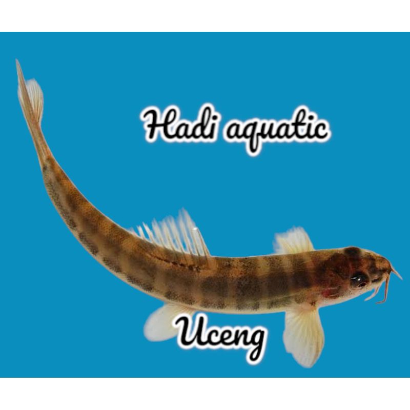 Jual ikan pembersih Uceng ( nemachilus fasciatus ) | Shopee Indonesia