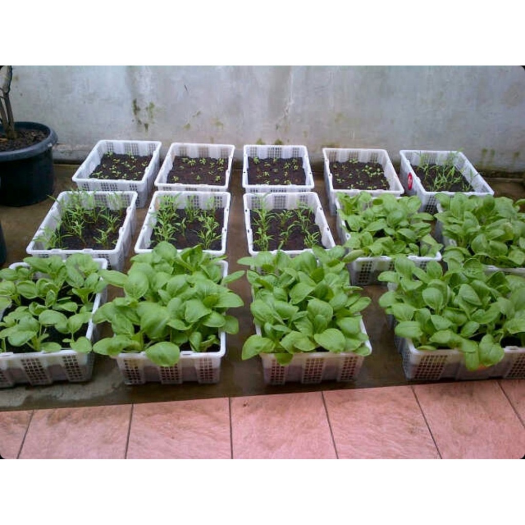 Macam Macam Aneka Benih Sayur Sayuran Rumahan Unggulan Paktani