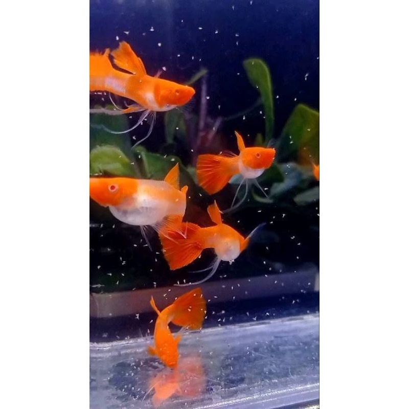 Jual HIASAN AQUARIUM VVIP SEPASANG GUPPY RIBBON NON EAR LINE VIETNAM ...