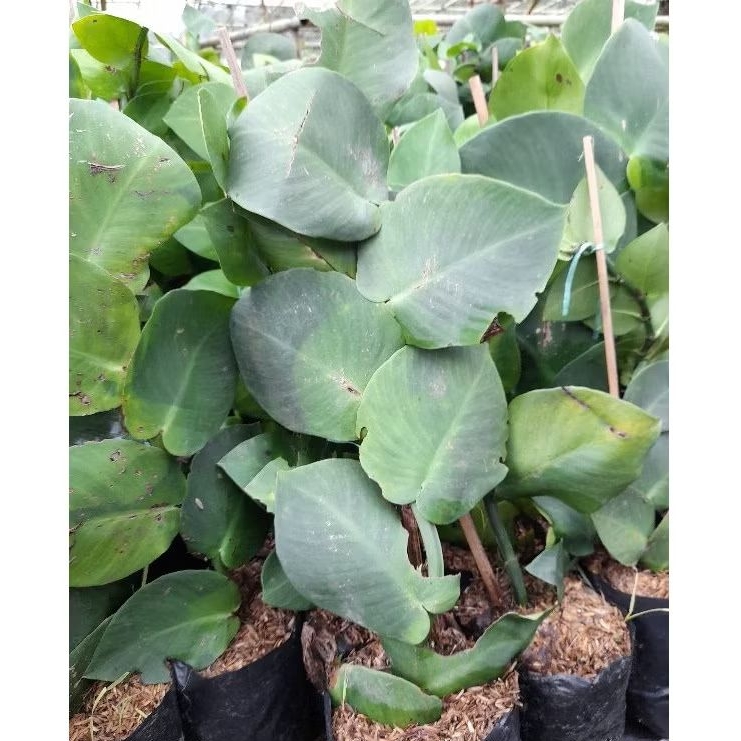 Jual Tanaman Dollar Rambat Besar / Dolar Rambat Giant / Dolar Besar ...