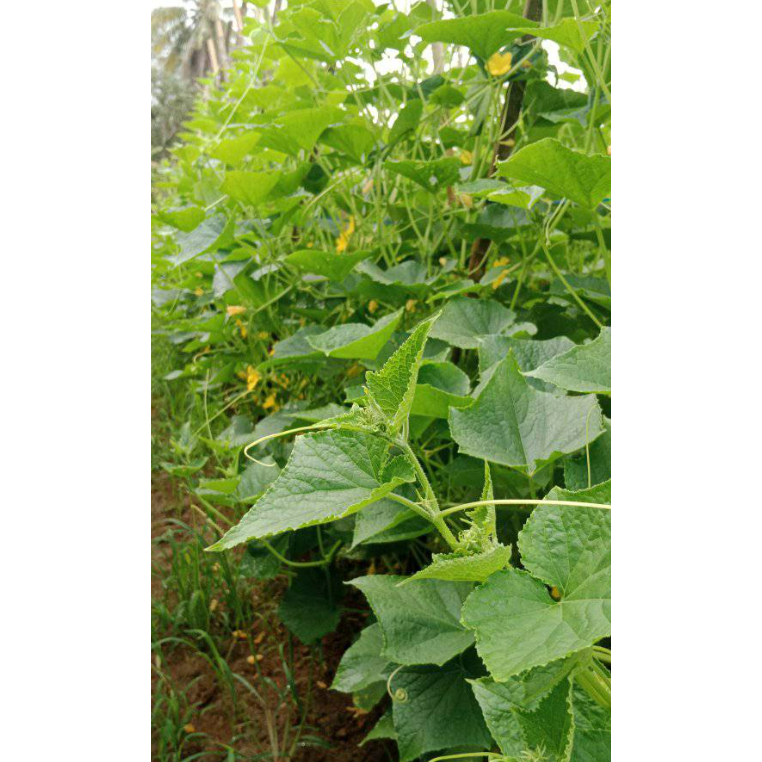 Jual Benih Timun Hijau Hibrida RENATA F1 20 gram Cap Bunga Matahari ...