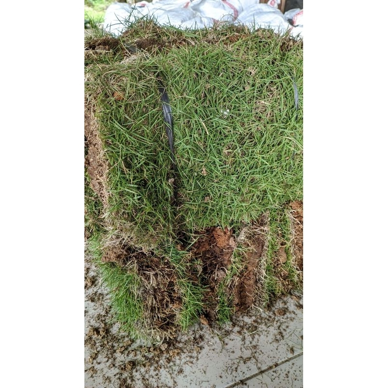 Jual KEBUN RAYA- Paket 20 Lembar Rumput Jepang Hidup Ukuran 25×15 cm ...