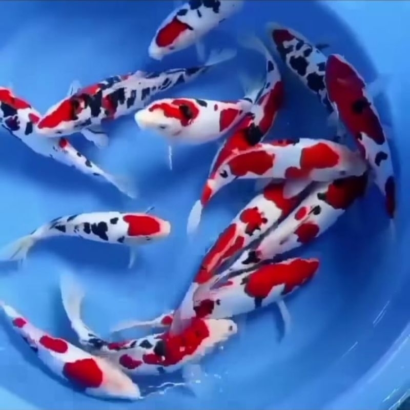 Jual 7 EKOR IKAN KOI MAHAL 15-18CM | Shopee Indonesia