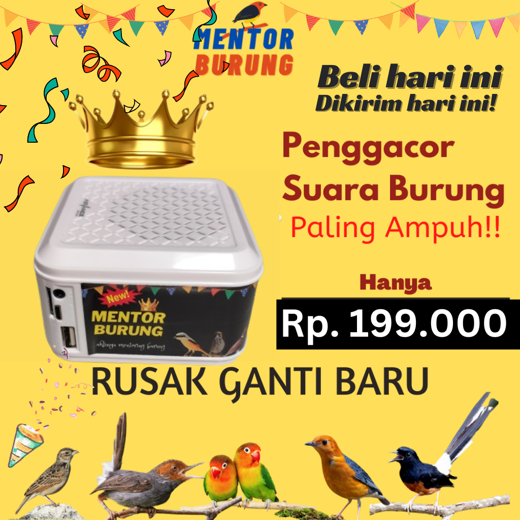 Jual Masteran 300 Mp3 Burung Kicau Dijamin Gacor Murai Cendet Cucak ijo ...