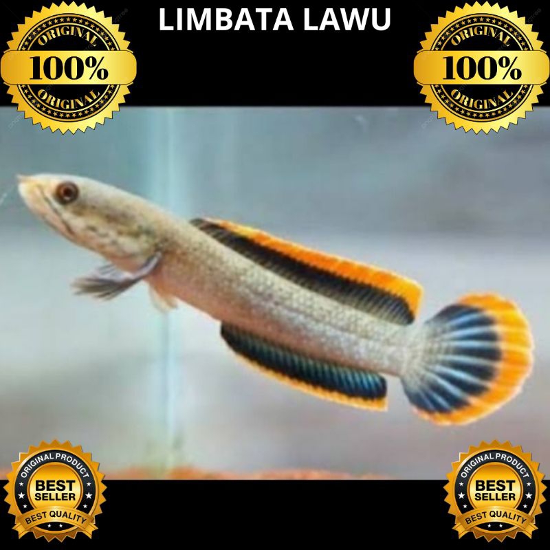 Jual Channa Limbata Lawu | Shopee Indonesia