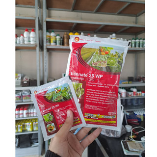 Jazolangan talaba porno