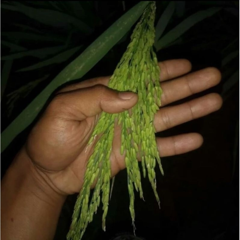 Jual BENIH PADI RAJASA 01 KEMASAN 1KG | Shopee Indonesia