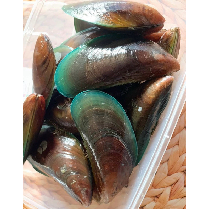 Jual Kerang Hijau Fresh Ukuran 1kg – Segar & Siap Masak | Shopee Indonesia