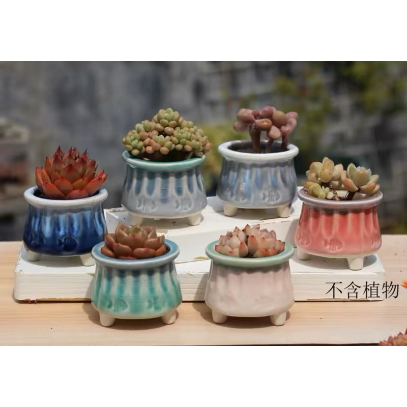 Jual Pot sekulen/kaktus Dm 5.5 cm (1) | Shopee Indonesia