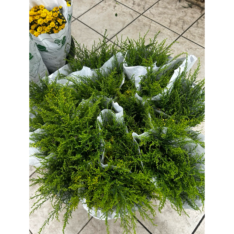 Jual Solidago - Pasar Bunga Rawa Belong | Shopee Indonesia