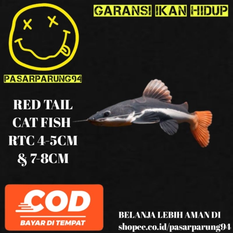 Jual kebutuhan aquarium red tail cat fish rtc 8-10cm | Shopee Indonesia