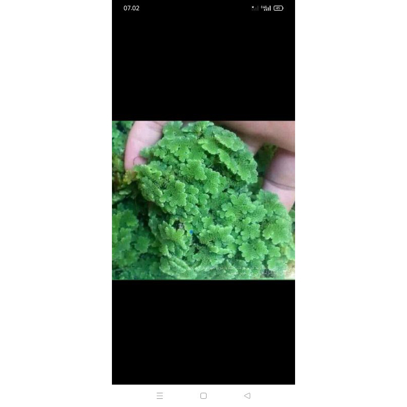 Jual INDUKAN AZOLLA SUPER | Shopee Indonesia