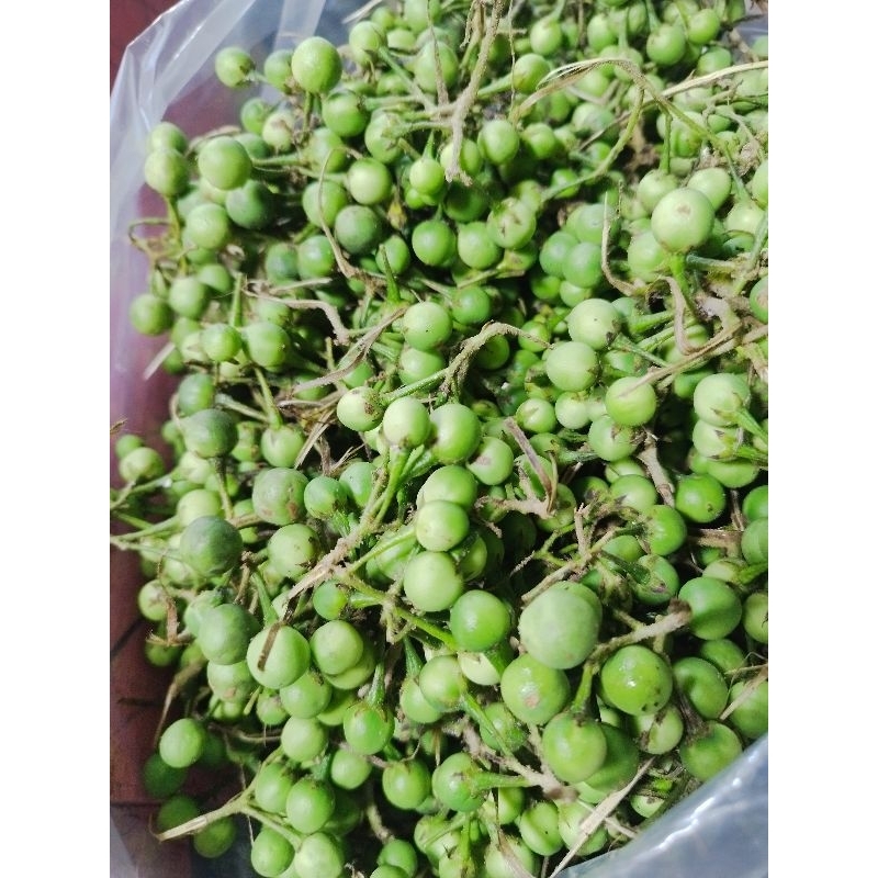 Jual Rimbang/Tekokak/Cepokak 250gram | Shopee Indonesia