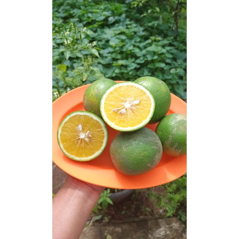 Jual Jeruk Baby Berkualitas Rasa manis 1kg | Shopee Indonesia