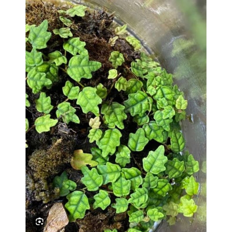 Jual ficus pumila Quercifolia string of frog tanaman rambat mini ...