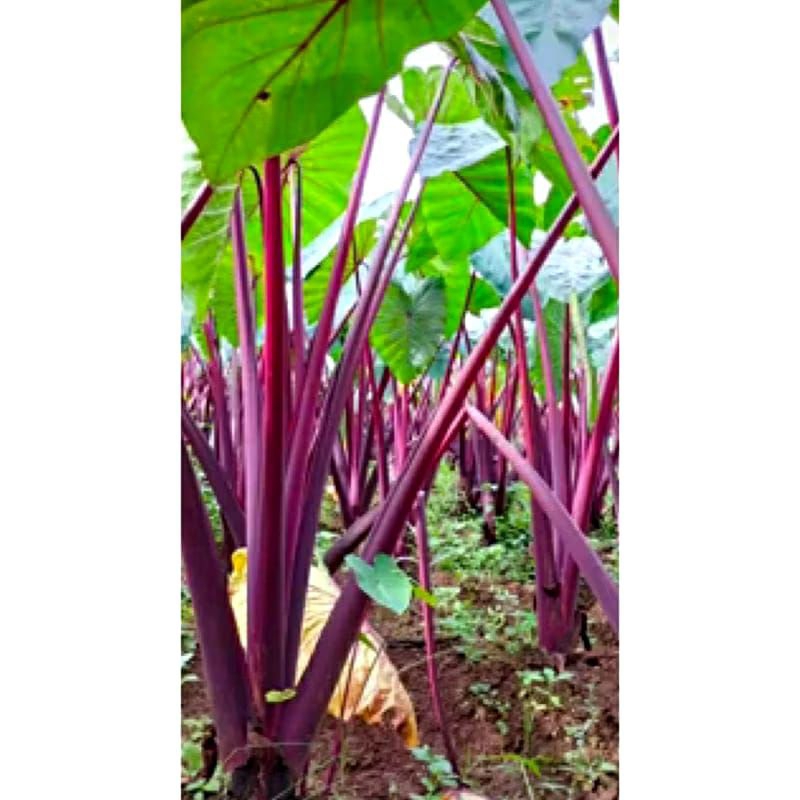 Jual Talas Pratama 3/ Talas Bogor/ Talas Ungu/ Talas P3 (isi 40 batang ...