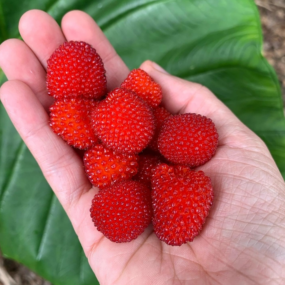 Jual Buah Raspberry Terlengkap & Harga Terbaru Juli 2026 | Shopee Indonesia