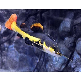 Mini Rtc Fish Jual Ikan RTC Terlengkap & Harga Terbaru Februari 2026 | Shopee Indonesia