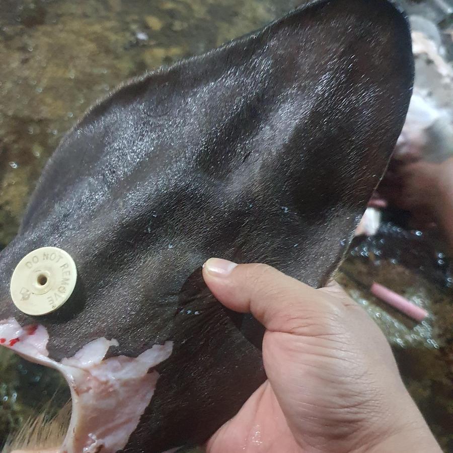 Jual KUPING, TELINGA SAPI / COW EAR | Shopee Indonesia