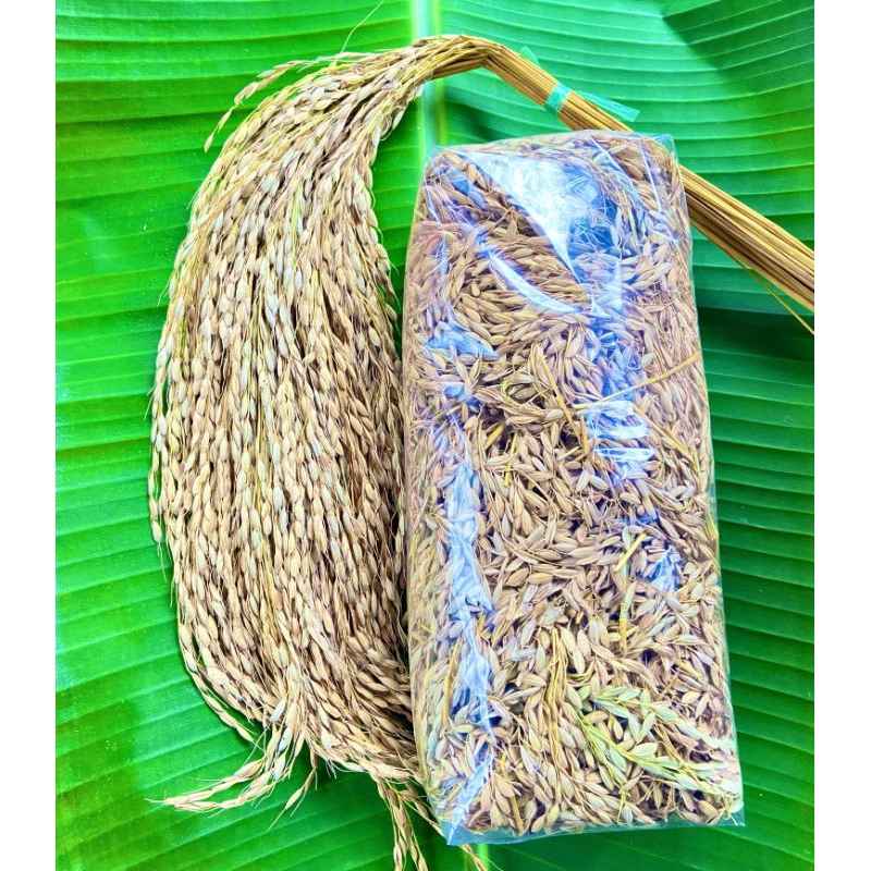 Jual padi gabah ketan hitam bulu ranggeuy batang utuh 500 gramd ...