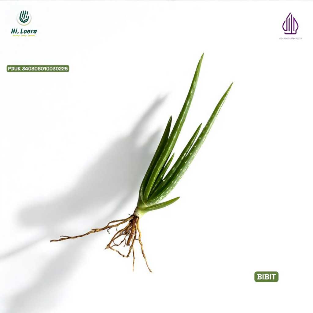 Bibit Lidah Buaya SInensis dan Barbadensis