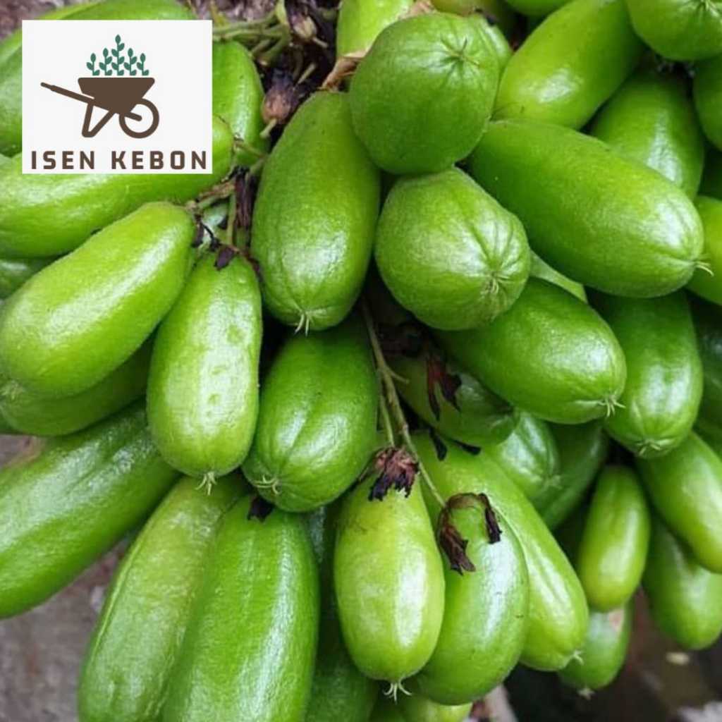 Jual Bibit Belimbing Wuluh Masak genjah cepat berbuah | Shopee Indonesia