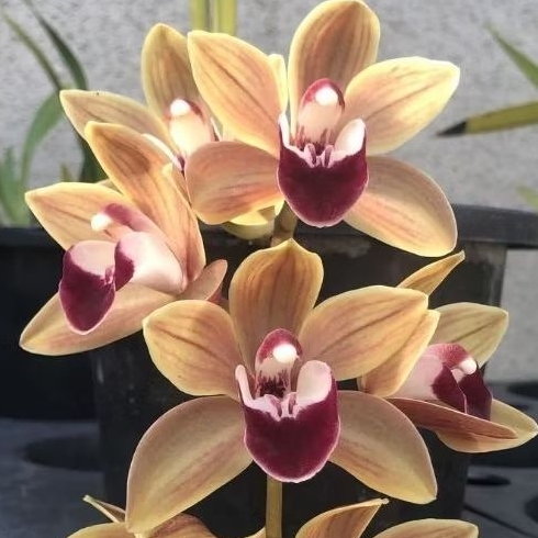 Jual TERLARIS!! ANGGREK CYMBIDIUM BERBUNGA WANGI ( Memoria Amelia ...