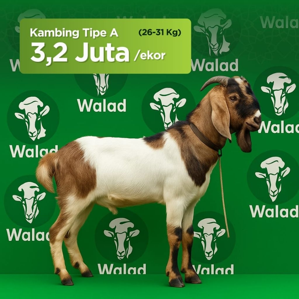 Jual Walad Aqiqah I Hewan Qurban | Shopee Indonesia