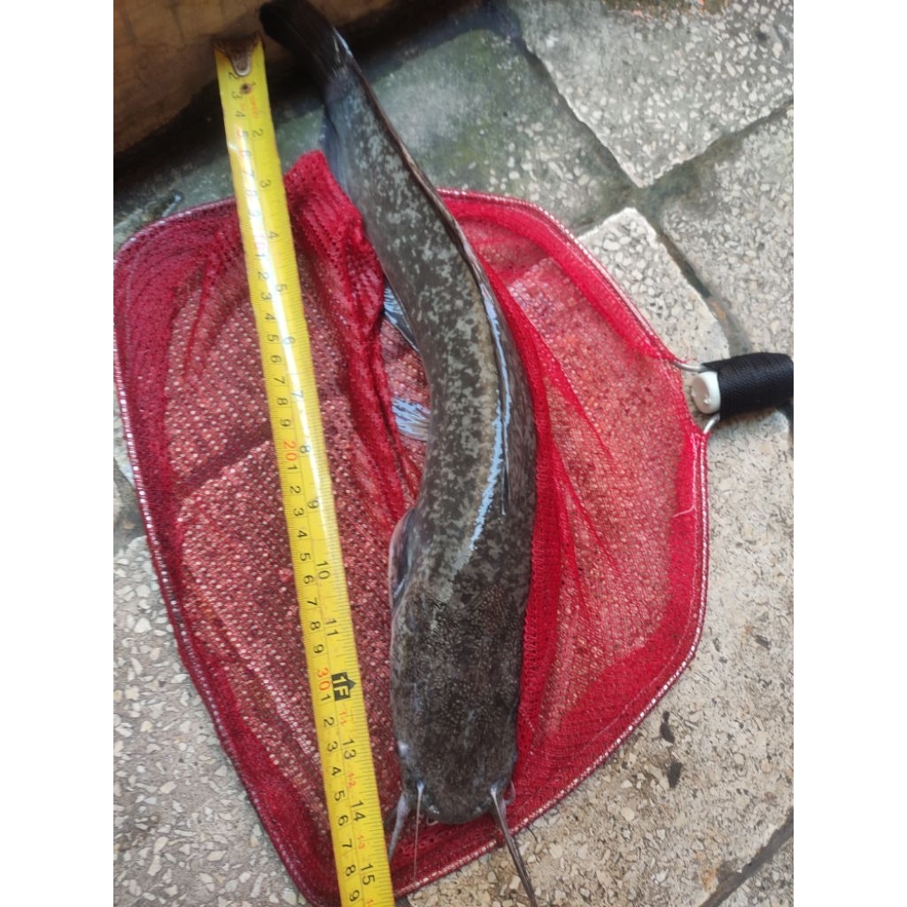 Jual Ikan Lele BS (bigsize) hidup, khusus kirim instant hari sabtu dan ...