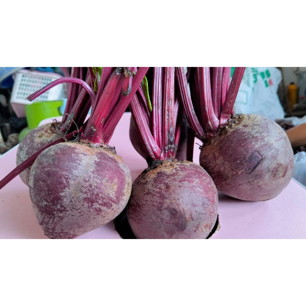 Produk Beet Root SS | Shopee Indonesia