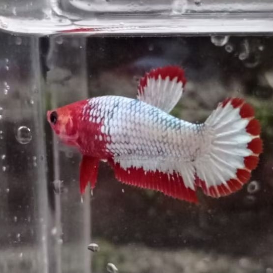Jual Female Red Fccp | Shopee Indonesia