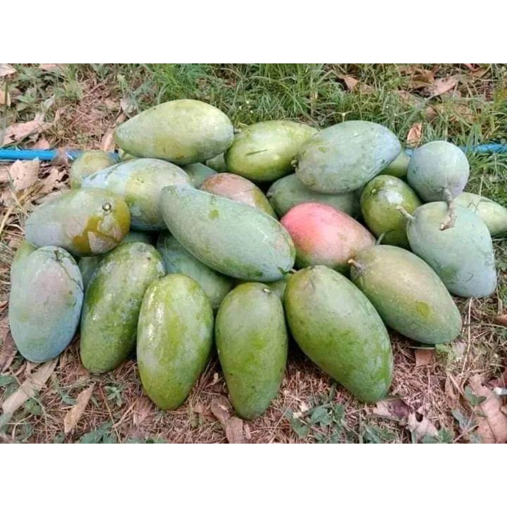 Jual MANGGA KIOJAY SUPER ASLI INDRAMAYU 1KG | Shopee Indonesia