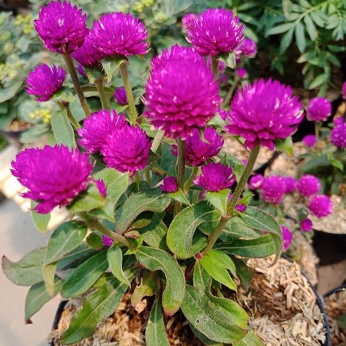 Jual Bunga Kenop .Bunga Kancing | Shopee Indonesia