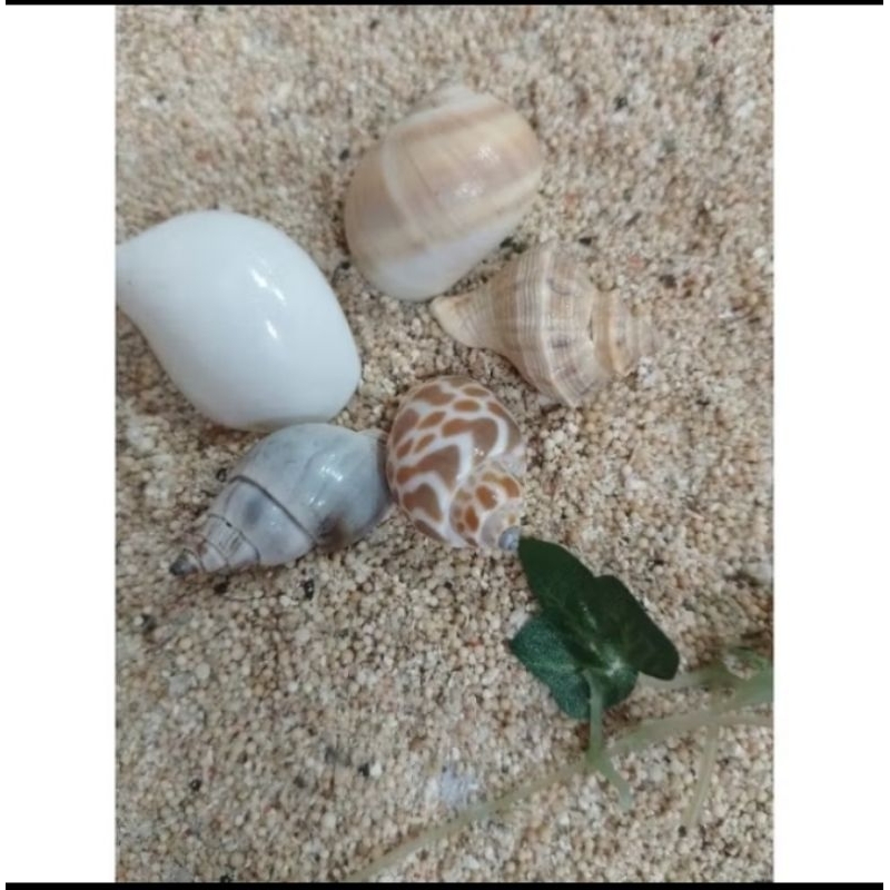 Jual paket kerang urut ukuran | Shopee Indonesia