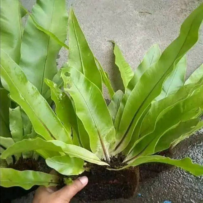 Jual kadaka mini /kadaka hias /kadaka hutan sarang burung /kadaka super ...