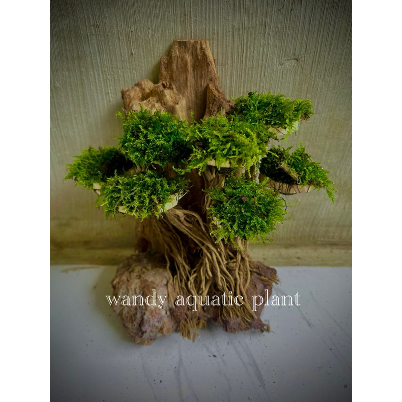 Jual hardscape kayu rentek bonsai aquascape | Shopee Indonesia