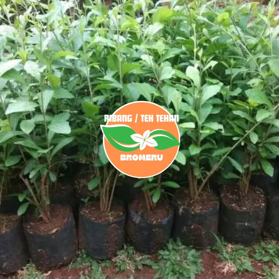 Jual Bibit Tanaman Ribang | Teh-Tehan | Shopee Indonesia