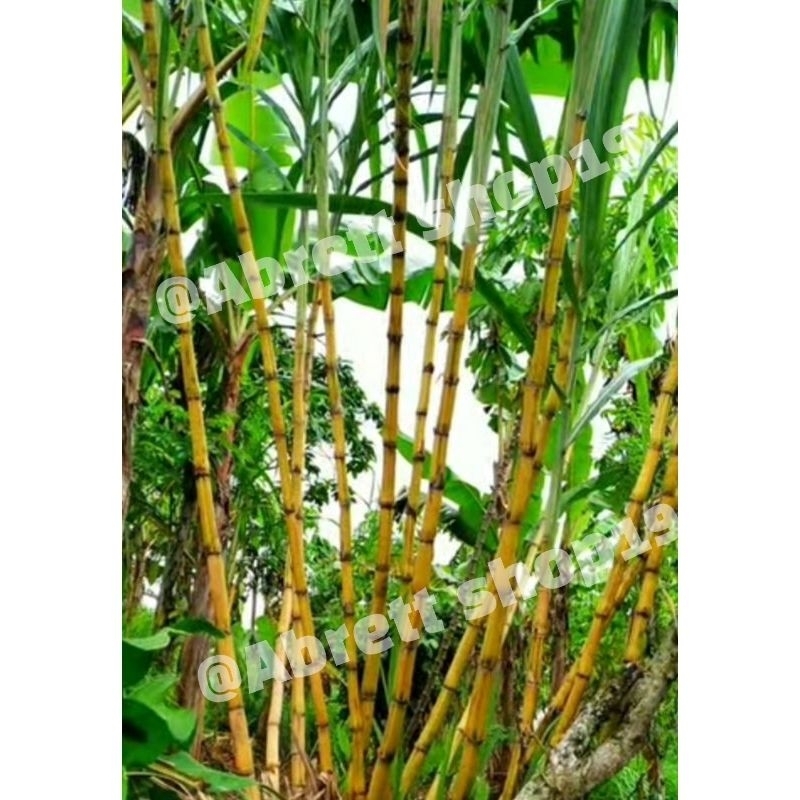 Jual Tebu kuning manis tebu kuning segar | Shopee Indonesia