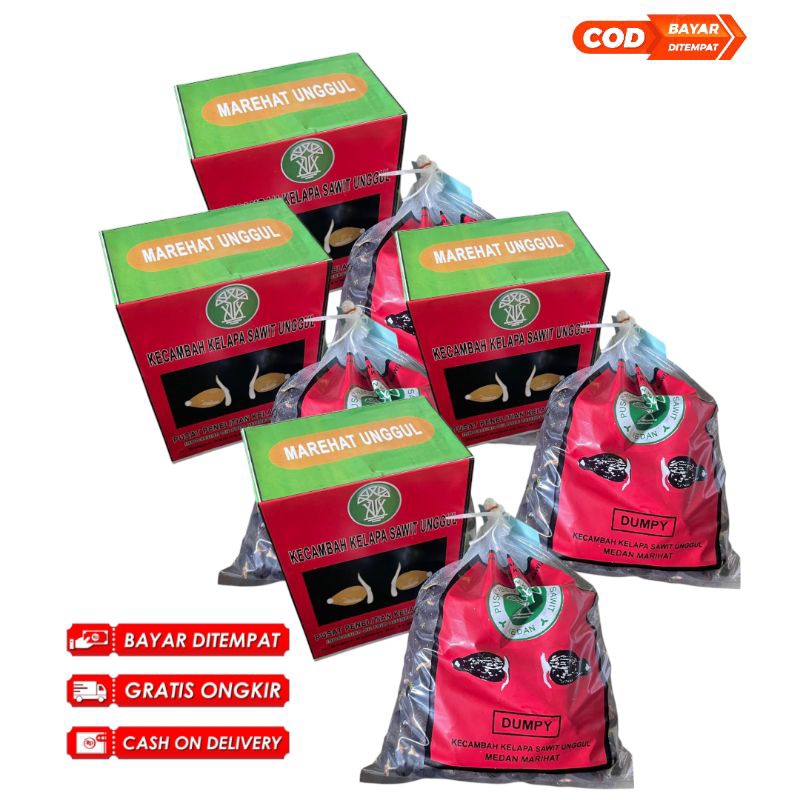Jual kecambah sawit marihat dumpy unggul bersertifikat isi 250 butir ...