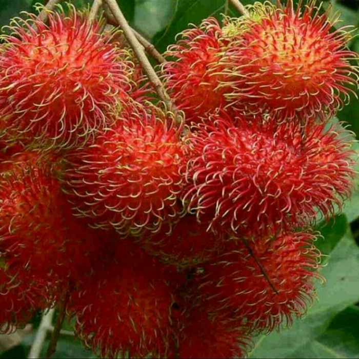 Jual Tanaman Rambutan (sdh berbunga ) | Shopee Indonesia
