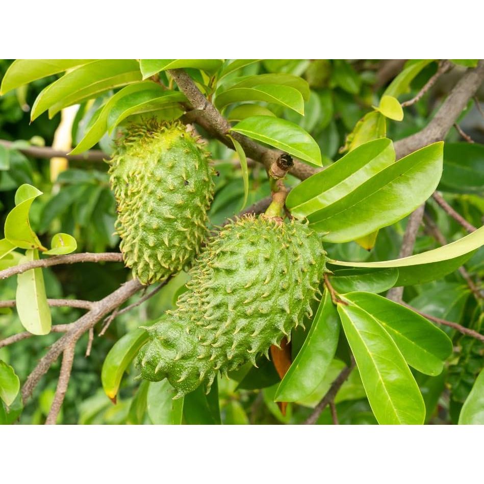 Jual Benih Bibit Biji - Buah Sirsak Annona muricata Soursop Fruit Tree ...
