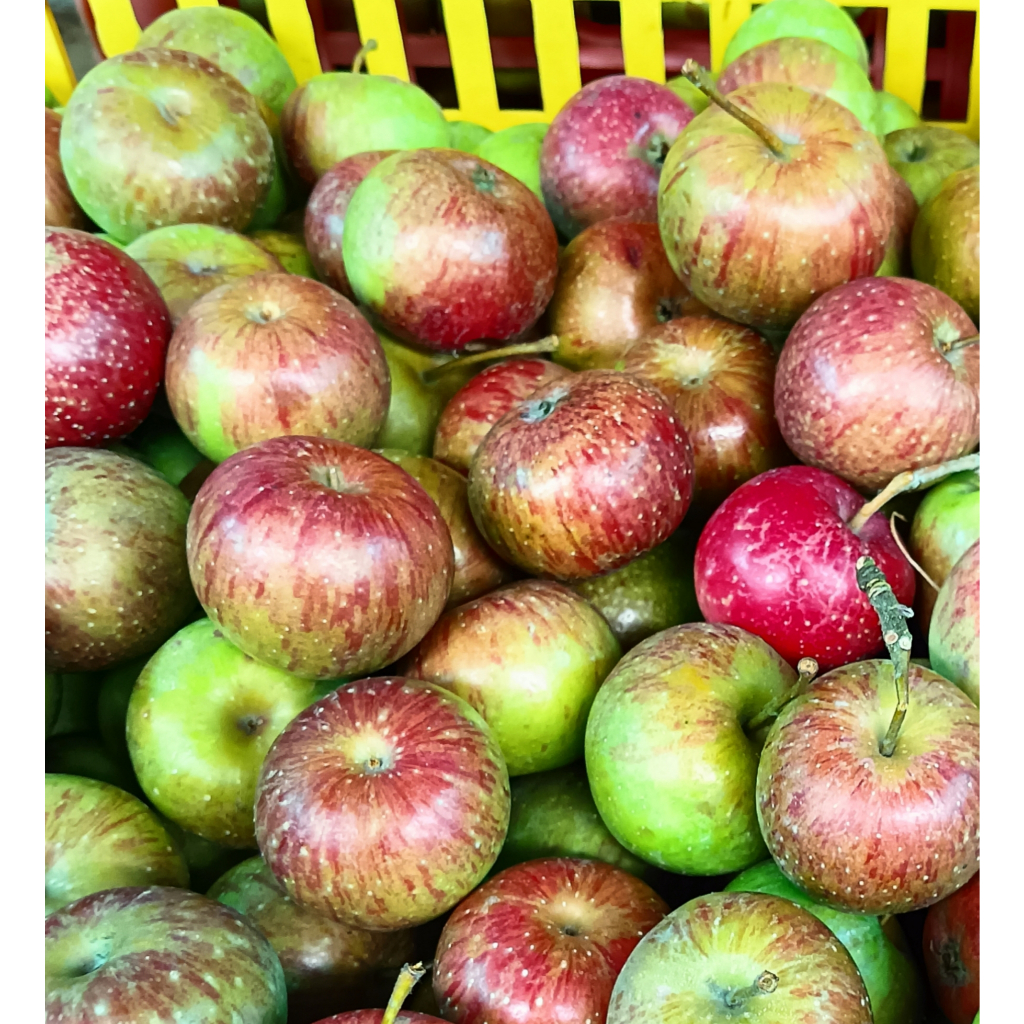 Jual Apel Romebeauty Cherry (1kg) isi 25-30 buah /Apel Malang Fresh ...