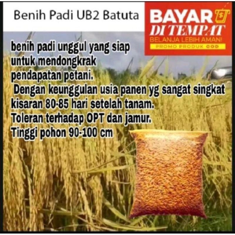 Jual Benih Padi Unggul UB2 BAtuta Berkualitas 1 kg | Shopee Indonesia