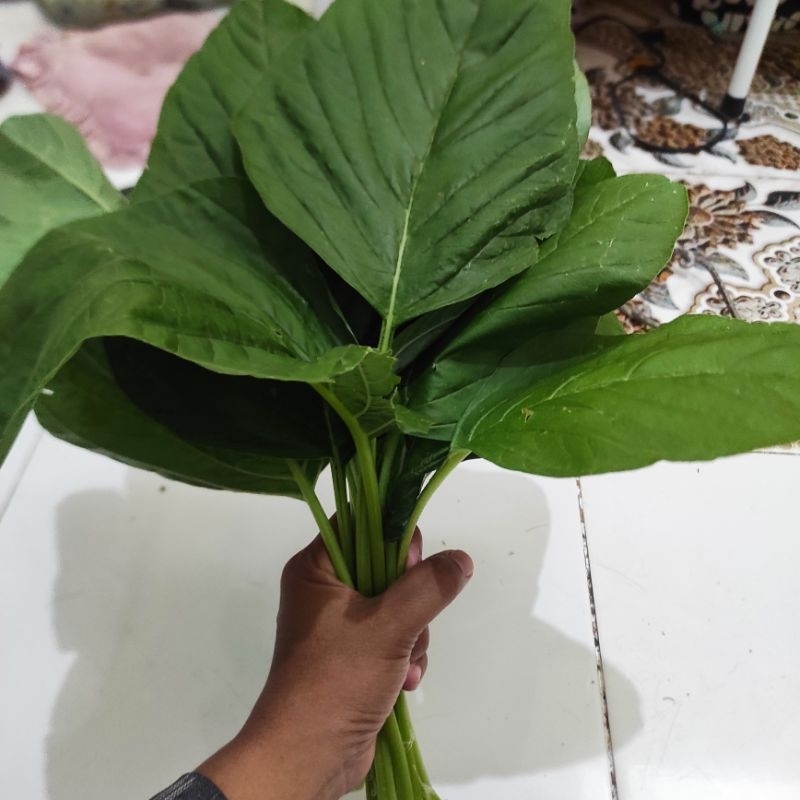 Jual Benih bayam raja / bayam petik | Shopee Indonesia