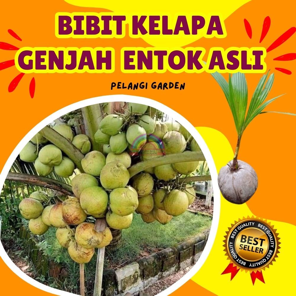 Jual CEPAT PANEN..! Tanaman Kelapa Cengkir Gading, Tanaman Kelapa ...