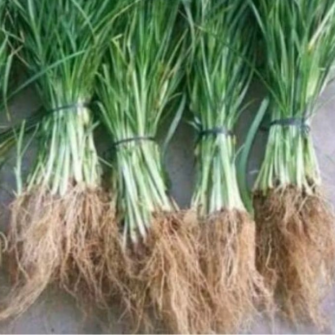 Jual Akar rumput belulang segar paket 500 gram | Shopee Indonesia