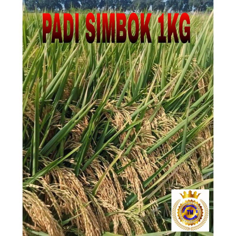 Jual BENIH PADI BERKUALITAS In - HIBRIDA SIMBOK 1KG | Shopee Indonesia