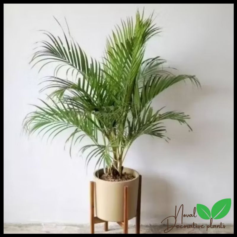 Jual Promo COD!!! Tanaman hias palem kuning rumpun - tanaman hias ...